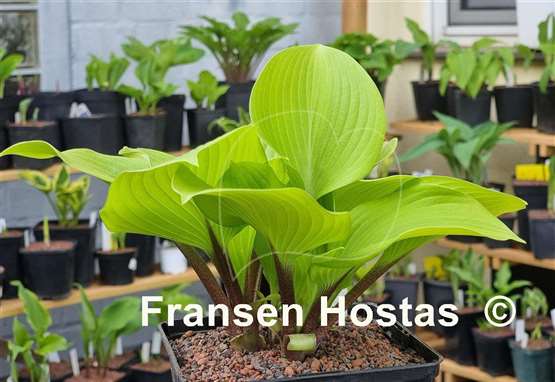 Hosta Hotshot